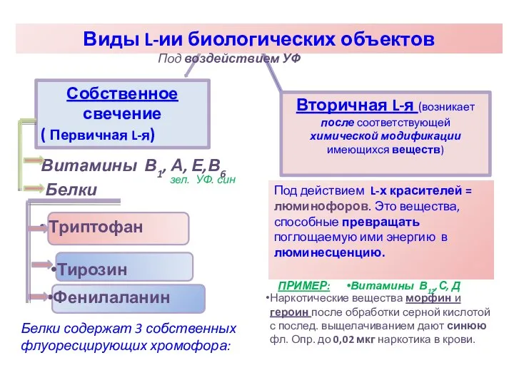 Виды L-ии биологических объектов Под воздействием УФ Собственное свечение ( Первичная