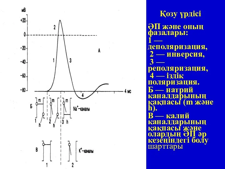 Қозу үрдісі ӘП және оның фазалары: 1 — деполяризация, 2 —