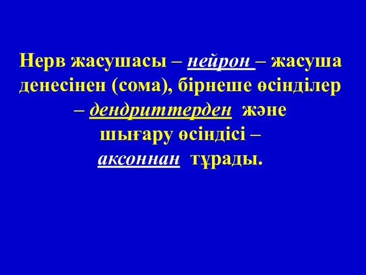 Нерв жасушасы – нейрон – жасуша денесінен (сома), бірнеше өсінділер –