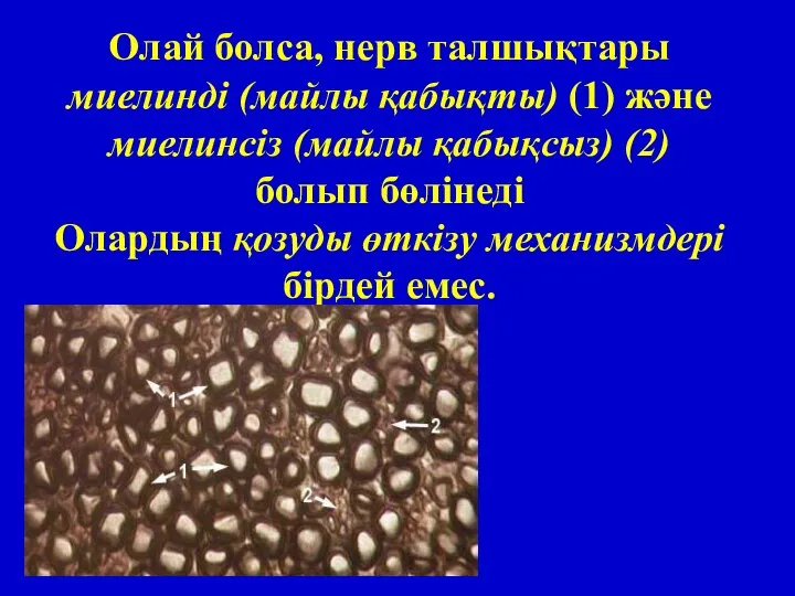 Олай болса, нерв талшықтары миелинді (майлы қабықты) (1) және миелинсіз (майлы