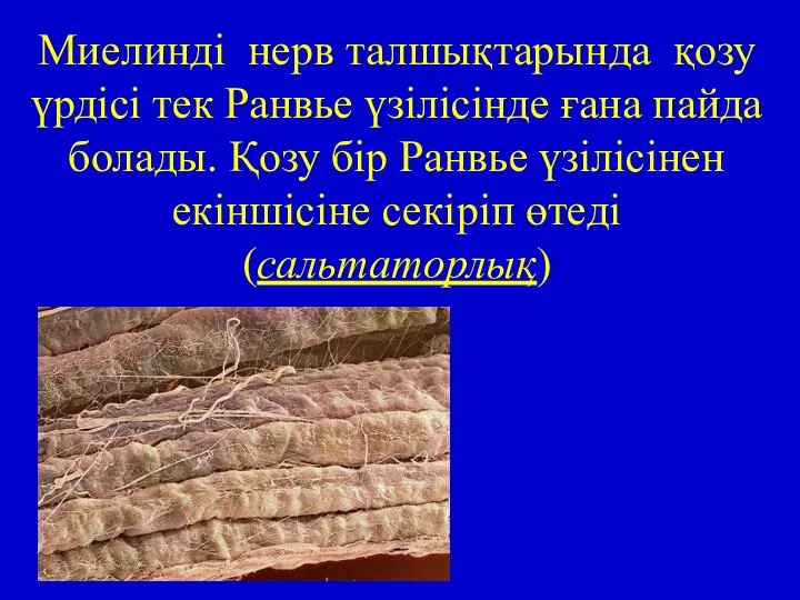 Миелинді нерв талшықтарында қозу үрдісі тек Ранвье үзілісінде ғана пайда болады.