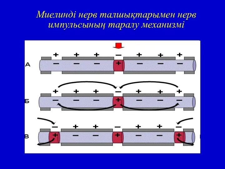 Миелинді нерв талшықтарымен нерв импульсының таралу механизмі