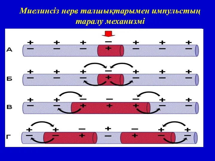 Миелинсіз нерв талшықтарымен импульстың таралу механизмі