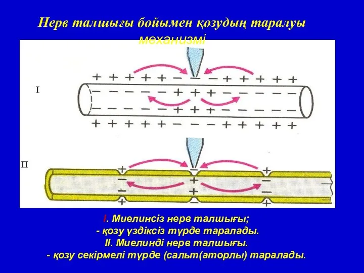 Нерв талшығы бойымен қозудың таралуы механизмі I. Миелинсіз нерв талшығы; -