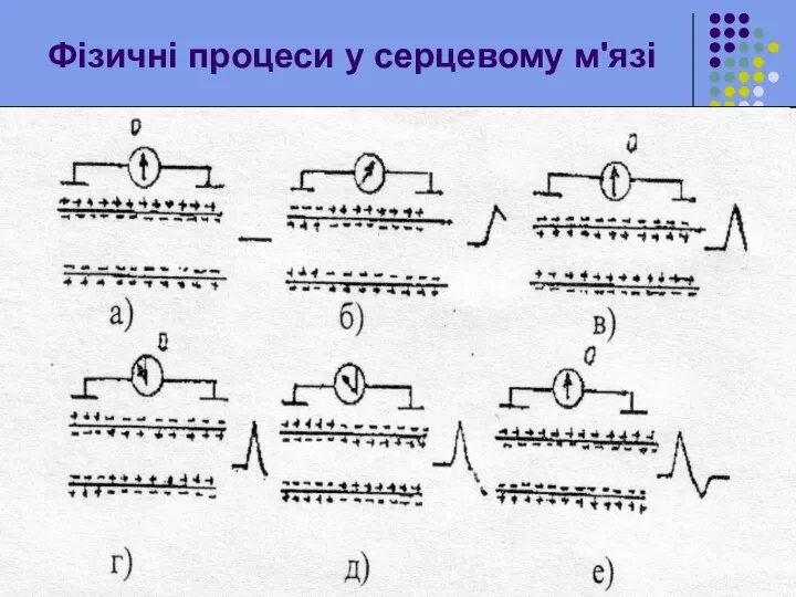 Фізичні процеси у серцевому м'язі