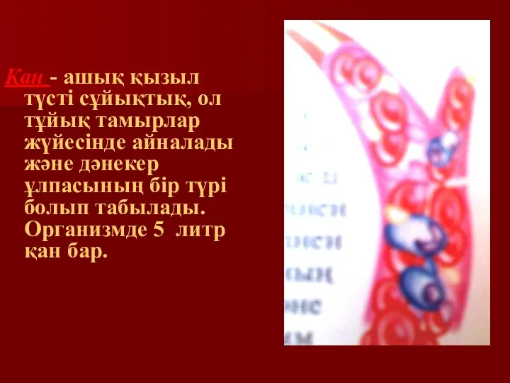 ҚАН Қан - ашық қызыл түсті сұйықтық, ол тұйық тамырлар жүйесінде