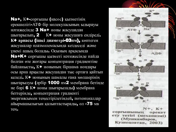 Na+, К+-сорғышы (насос) қызметінің ерекшелігі-АТФ бір молекуласының ыдырауы нәтижесінде 3 Na+