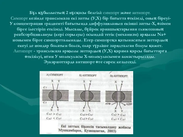 Бұл құбылыстың 2 нұсқасы белгілі: симпорт және антипорт. Симпорт кезінде транслоказа