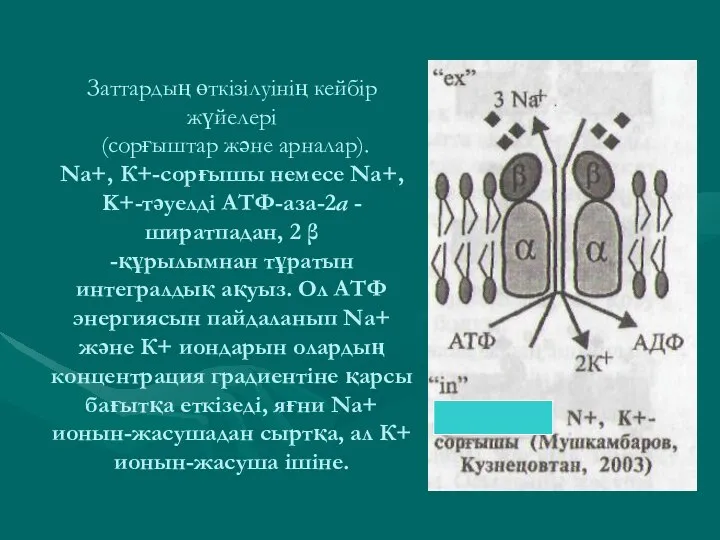 Заттардың өткізілуінің кейбір жүйелері (сорғыштар және арналар). Na+, К+-сорғышы немесе Na+,