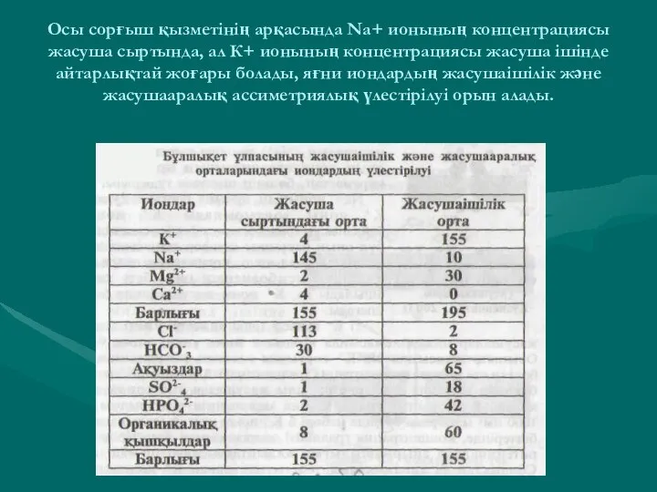 Осы сорғыш қызметінің арқасында Na+ ионының концентрациясы жасуша сыртында, ал К+