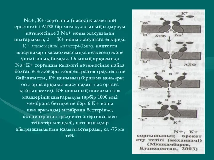 Na+, К+-сорғышы (насос) қызметінің ерекшелігі-АТФ бір молекуласының ыдырауы нәтижесінде 3 Na+