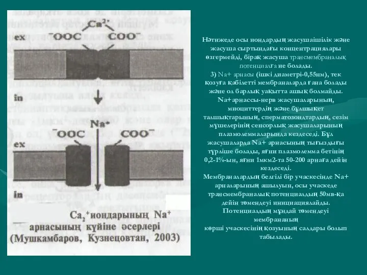 Нәтижеде осы иондардың жасушаішілік және жасуша сыртындағы концентрациялары өзгермейді, бірақ жасуша