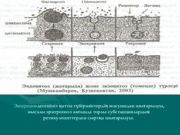 Экскреция-дегеніміз қатты түйіршіктердің жасушадан шығарылуы, мысалы эритропоэз аяғында торлы субстанциялардың ретикулоциттерден сыртқа шығарылуы.