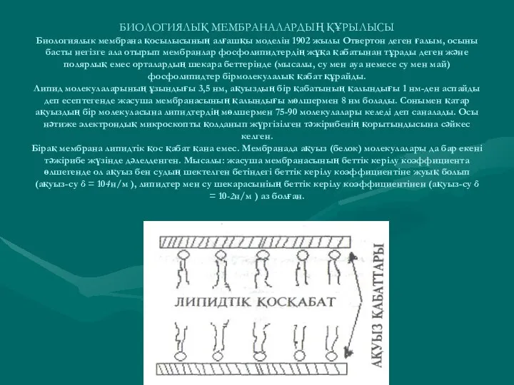 БИОЛОГИЯЛЫҚ МЕМБРАНАЛАРДЫҢ ҚҰРЫЛЫСЫ Биологиялык мембрана қосылысының алғашқы моделін 1902 жылы Отвертон