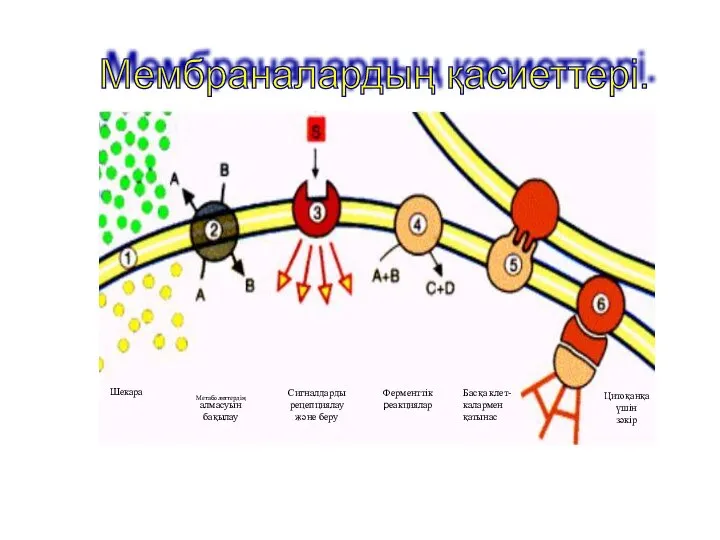 Мембраналардың қасиеттері.