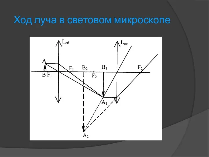 Ход луча в световом микроскопе