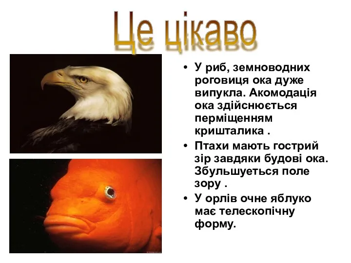 У риб, земноводних роговиця ока дуже випукла. Акомодація ока здійснюється перміщенням