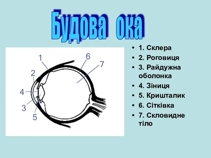 Будова ока 1. Склера 2. Роговиця 3. Райдужна оболонка 4. Зіниця