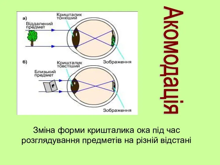 Зміна форми кришталика ока під час розглядування предметів на різній відстані Акомодація