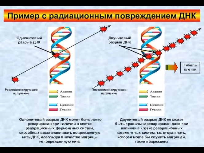 Пример с радиационным повреждением ДНК Редкоионизирующее излучение Плотноионизирующее излучение Однонитевый разрыв