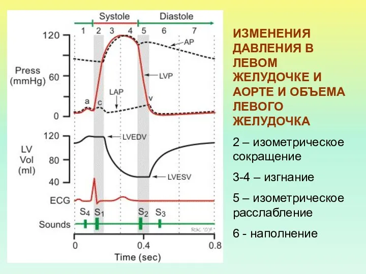 ИЗМЕНЕНИЯ ДАВЛЕНИЯ В ЛЕВОМ ЖЕЛУДОЧКЕ И АОРТЕ И ОБЪЕМА ЛЕВОГО ЖЕЛУДОЧКА