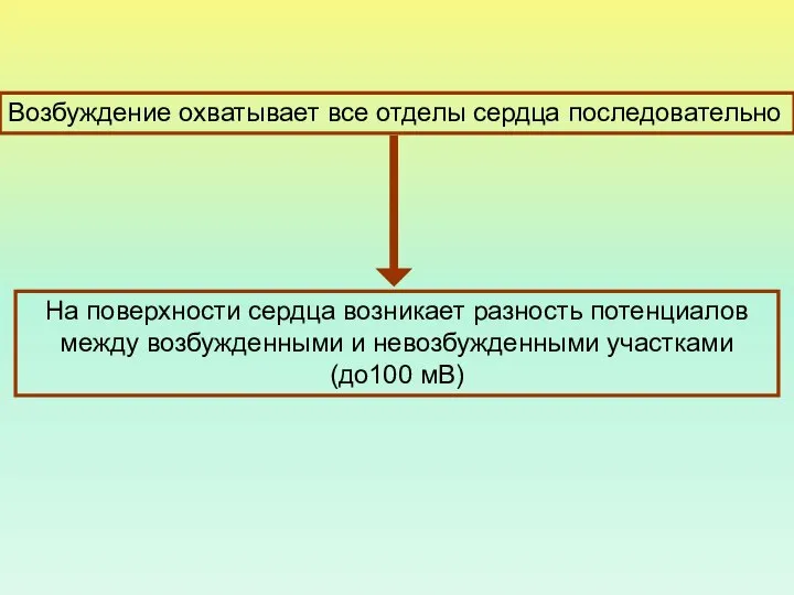 Возбуждение охватывает все отделы сердца последовательно На поверхности сердца возникает разность