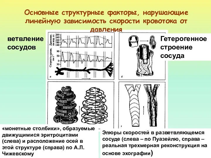 Основные структурные факторы, нарушающие линейную зависимость скорости кровотока от давления ветвление