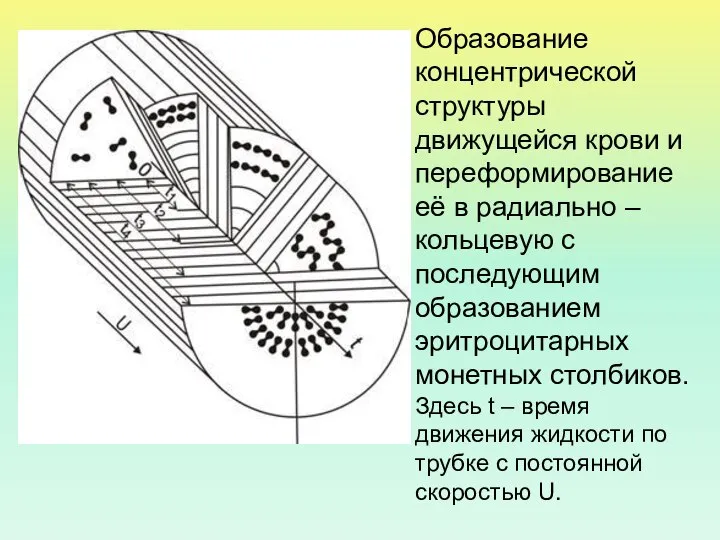 Образование концентрической структуры движущейся крови и переформирование её в радиально –