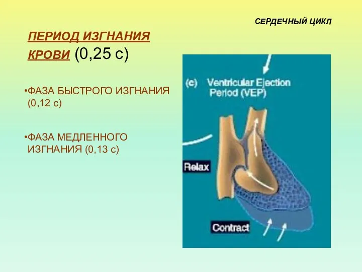 ПЕРИОД ИЗГНАНИЯ КРОВИ (0,25 с) ФАЗА БЫСТРОГО ИЗГНАНИЯ (0,12 с) ФАЗА