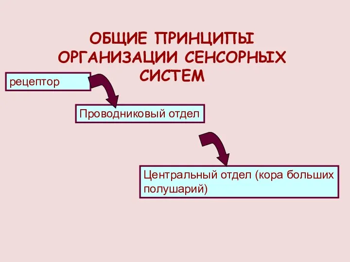 ОБЩИЕ ПРИНЦИПЫ ОРГАНИЗАЦИИ СЕНСОРНЫХ СИСТЕМ рецептор Проводниковый отдел Центральный отдел (кора больших полушарий)