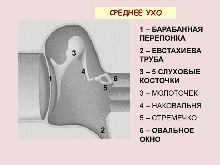 1 – БАРАБАННАЯ ПЕРЕПОНКА 2 – ЕВСТАХИЕВА ТРУБА 3 – 5