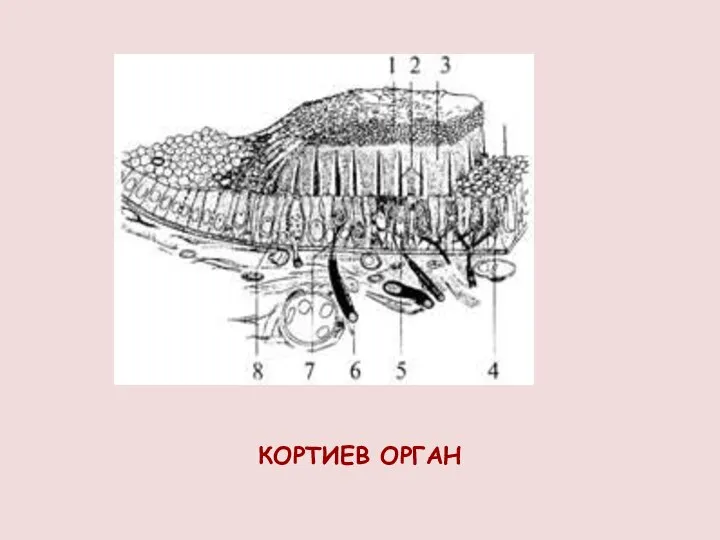 КОРТИЕВ ОРГАН