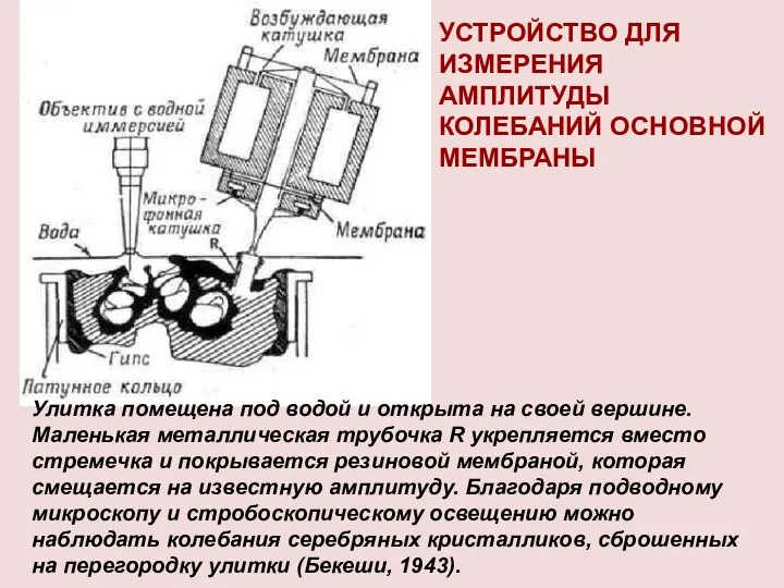 Улитка помещена под водой и открыта на своей вершине. Маленькая металлическая