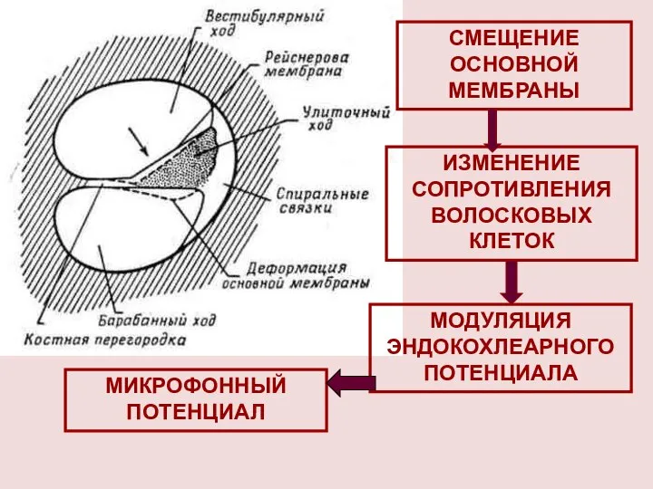 СМЕЩЕНИЕ ОСНОВНОЙ МЕМБРАНЫ МОДУЛЯЦИЯ ЭНДОКОХЛЕАРНОГО ПОТЕНЦИАЛА ИЗМЕНЕНИЕ СОПРОТИВЛЕНИЯ ВОЛОСКОВЫХ КЛЕТОК МИКРОФОННЫЙ ПОТЕНЦИАЛ