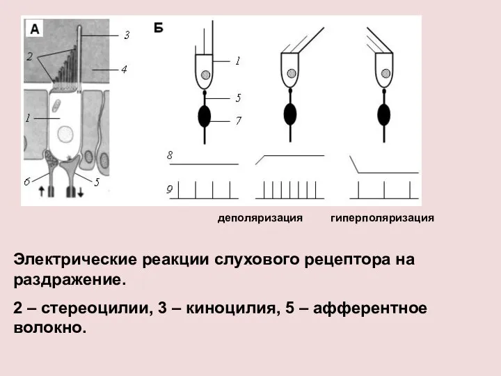 Электрические реакции слухового рецептора на раздражение. 2 – стереоцилии, 3 –