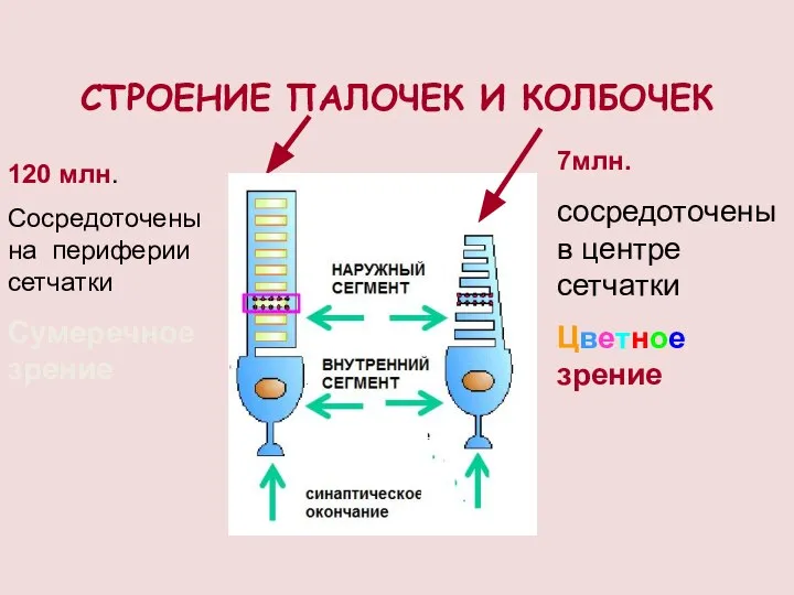 СТРОЕНИЕ ПАЛОЧЕК И КОЛБОЧЕК 7млн. сосредоточены в центре сетчатки Цветное зрение