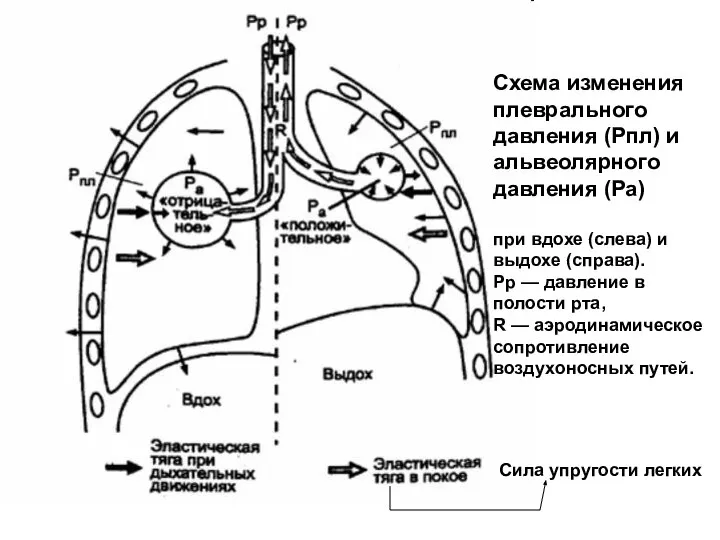 Схема изменения плеврального давления (Рпл) и альвеолярного давления (Ра) при вдохе