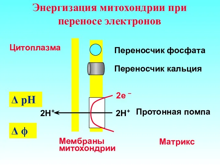 Энергизация митохондрии при переносе электронов