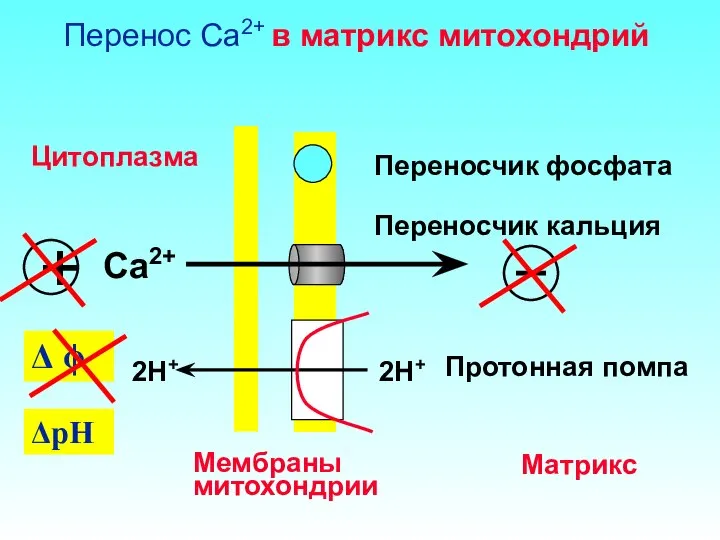 Перенос Ca2+ в матрикс митохондрий