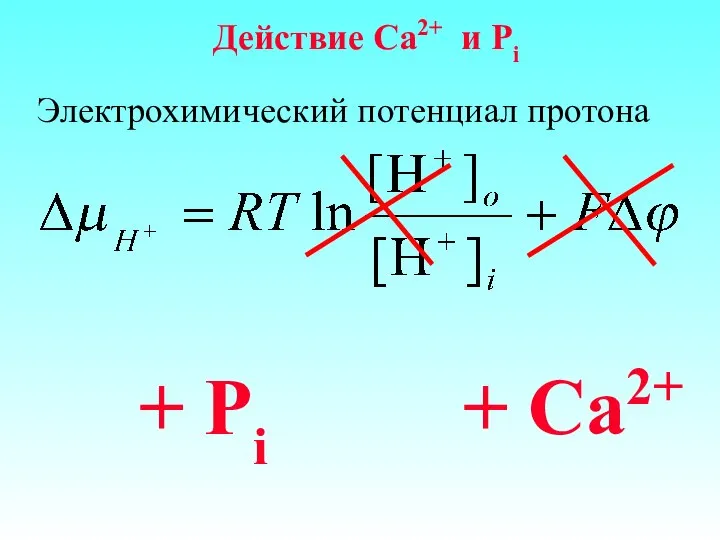 Действие Ca2+ и Pi