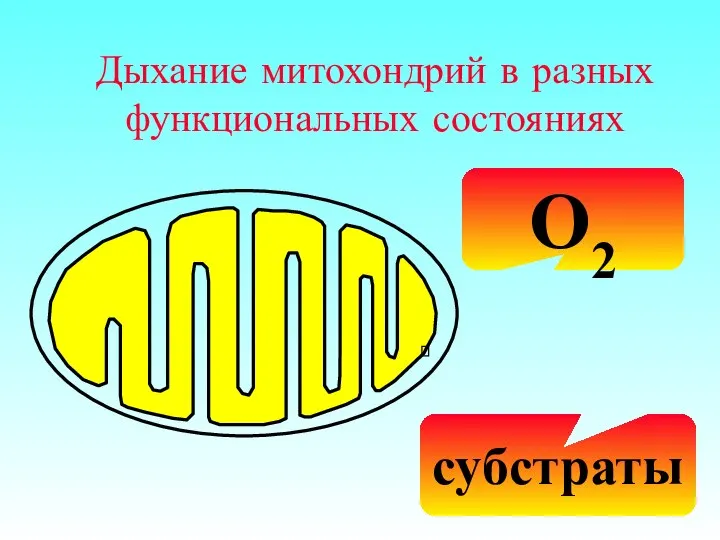 Дыхание митохондрий в разных функциональных состояниях O2 субстраты