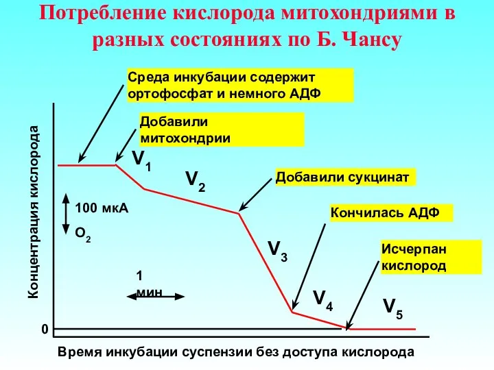 Потребление кислорода митохондриями в разных состояниях по Б. Чансу