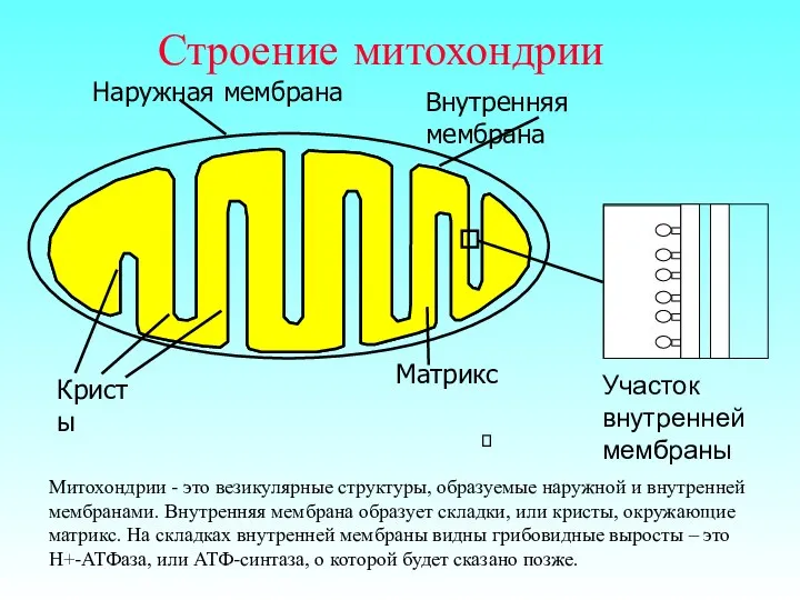 Строение митохондрии Наружная мембрана Внутренняя мембрана Кристы Участок внутренней мембраны Матрикс