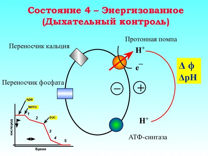 Состояние 4 – Энергизованное (Дыхательный контроль) Протонная помпа Переносчик кальция Переносчик фосфата АТФ-синтаза