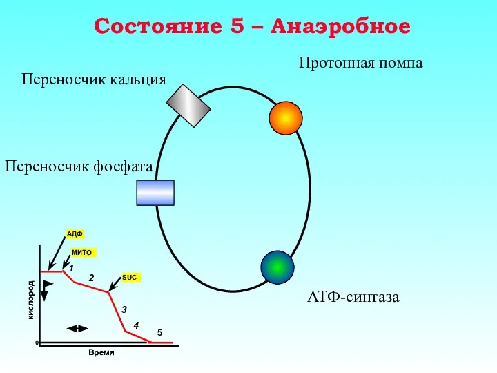 Состояние 5 – Анаэробное Протонная помпа Переносчик кальция Переносчик фосфата АТФ-синтаза