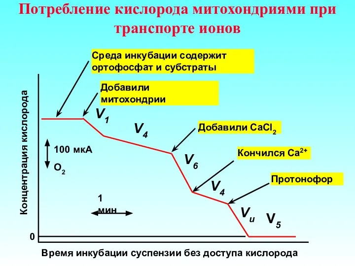 Потребление кислорода митохондриями при транспорте ионов