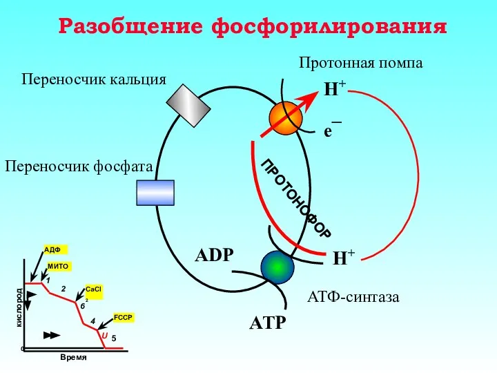 Разобщение фосфорилирования Протонная помпа Переносчик кальция Переносчик фосфата АТФ-синтаза H+ H+ e¯