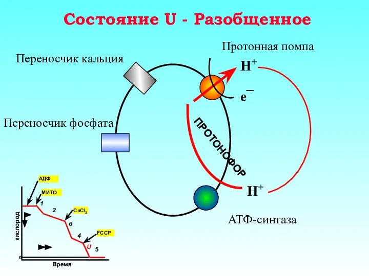 Состояние U - Разобщенное Протонная помпа Переносчик кальция Переносчик фосфата АТФ-синтаза H+ H+ e¯ ПРОТОНОФОР