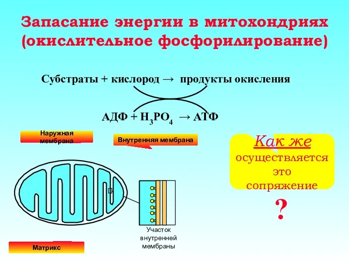 Запасание энергии в митохондриях (окислительное фосфорилирование)