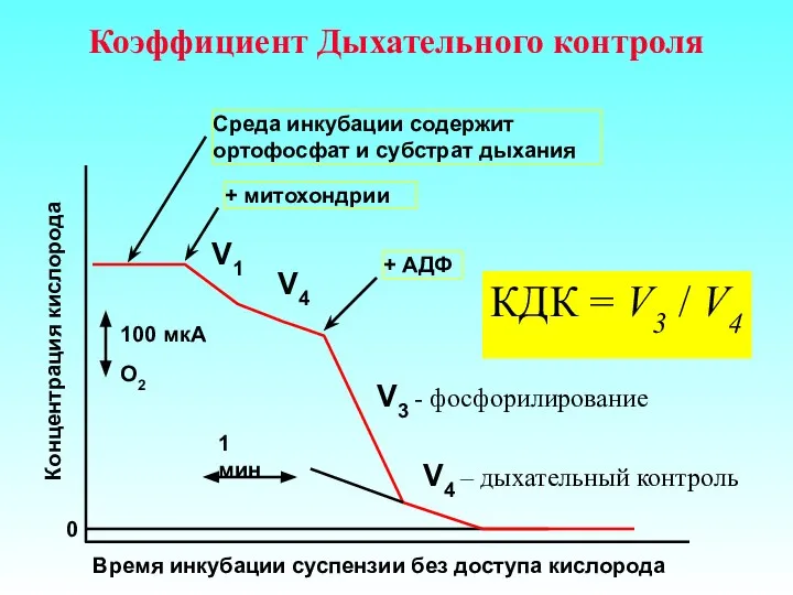 Коэффициент Дыхательного контроля Среда инкубации содержит ортофосфат и субстрат дыхания V1